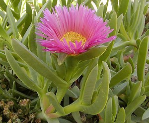 Carpobrotus edulis - Alchetron, The Free Social Encyclopedia