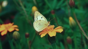 Butterfly, Flowers, Pollination. Free Stock Video