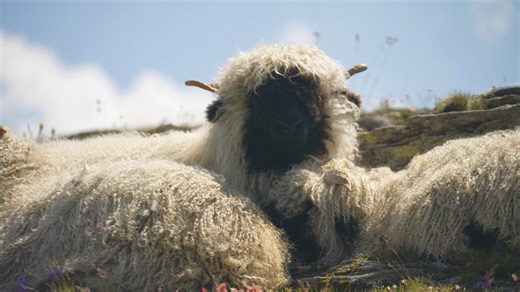 A Swiss NGO wants to protect both sheep and wolves. Its plan? Scaring off the predator