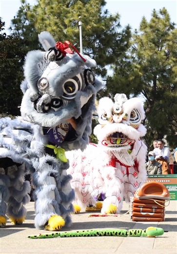 2025 lion and dragon dance competition hosted by LionDanceMe in San Francisco Chinatown in celebration of AAPI Heritage Month - Team Galileo. Watch the full videos on our YouTube Channel - giantsrocdaworld and link in bio! https://youtu.be/x6Ylacfyp2g This page is to showcase our passion and promote the culture and tradition of Dragon Dance, Lion Dance and Kung Fu. #liondance #liondanceme #competition #mualan #barongsai #tariansinga #aapi #culture #sanfrancisco #tiktokusa #舞獅 #醒獅 #giantsrocdawor
