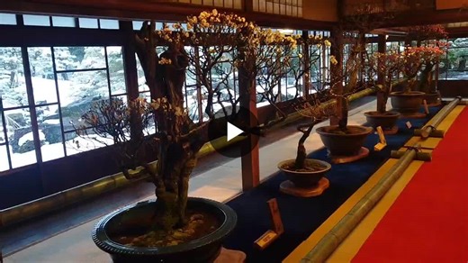 Enjoy Japan s finest plum bonsai! Today I visited Japan s oldest and largest plum bonsai exhibition. It s a very rural event, but bonsai enthusiasts from all over Japan always gather here. However,… | Yu Sky