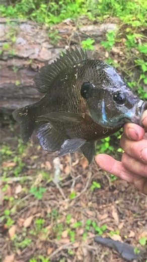 first fish of the day on a orange wooly worm fly fishing flie