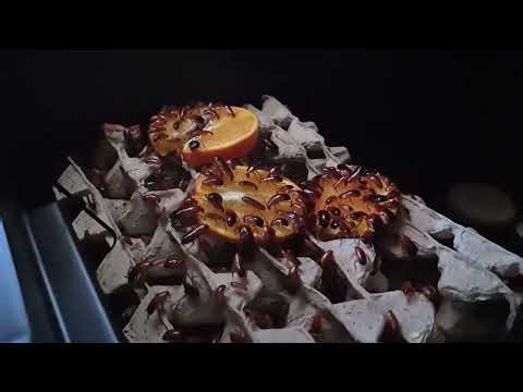 Tartara/shelfordella lateralis/red runner beslenmesi