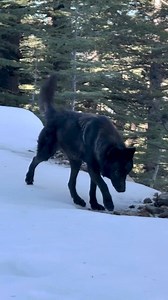 💚🐾🐾 Understanding Tarot, specifically the Hermit card, has so many similarities to the Lone Wolf. If you choose to be the Lone Wolf, meaning revolves around self-reflection, introspection, and the quest for inner wisdom. Embracing this energy can lead to personal growth, clarity, and a deeper connection with your true self. The many faces we encounter daily, all have their stories to tell. Tell yours with confidence! #byravenwolf #FollowSoulWolfOfficial #formyloveofwolves | SoulWolf