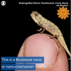 Scientists believe they've found what could be the smallest reptile on Earth. Check out the sunflower seed-sized chameleon. | CBS Sunday Morning