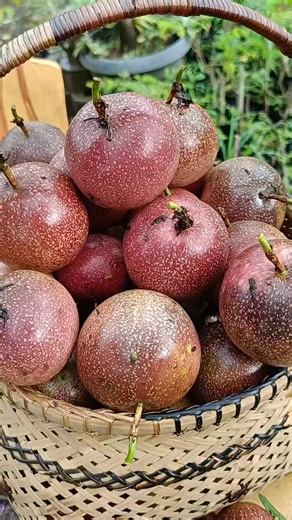 Fresh Harvest of Passion Fruit Red Panama Seedlings