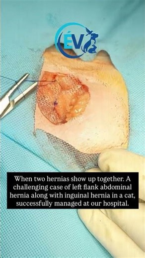 Tabby’s Triumph Through Surgery 🐾✨