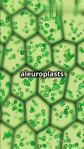 Amyloplasts, Elaioplasts & Aleuroplasts: Plant Storage Secrets 🧐🤯