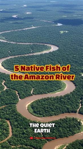 5 Native Fish of the Amazon River