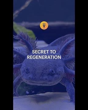 The Creature That Could Unlock Human Regeneration | Axolotl