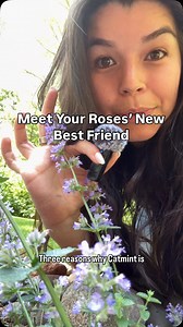 If you’re planting roses, don’t sleep on catmint. It’s the soft, fragrant sidekick your rose garden didn’t know it needed. Blooms that last, pollinators galore, and just enough wild to balance out those classic rose petals. Gardeners swear by this pairing for a reason—and your roses will too. | Jackson & Perkins