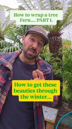 How is wrap my tree ferns to see them through the winter.... PART 1.... So I've split the video into 2 as Instagram doesn't like longer videos... a bit rubbish really, but i will be posting it on tiktok and YouTube later if you want it, if not, stay tuned for part 2. 😉. They are dead easy to do, I wrapped 10 in less than an hour, so don't be put off by thinking these magnificent plants need a lot of TLC. My top tip of the day, don't let the crown freeze and never let them dry out.... which usua