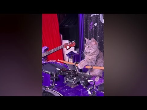 Stop what you're doing! Look at this "purr-fect" performance