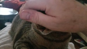 Up close and personal with The Grantles. | Tory and Grant - Mythbusters kittens and the Babylon 3