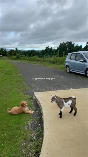 Adorable Baby Goat Playing with Puppy
