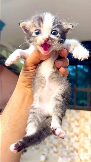 Cat meowing to attract cats ✨😻 ! Cat videos ! Cat sound ! Cat voice ! Cat ! Kitten meowing ! Cats