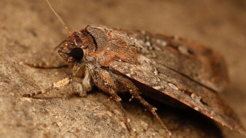 Insects with rice-sized brains chart epic journeys using the night sky