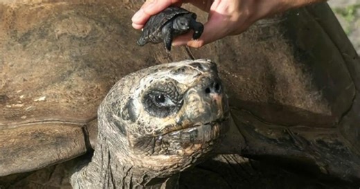 Zoo Miami’s 135-year-old tortoise celebrates first Father’s Day as a new dad