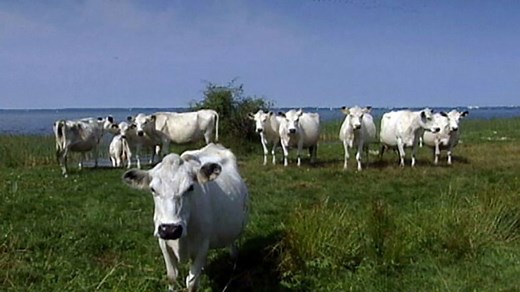 Exploring the Wildlife & Landscapes of Muritz National Park | Britannica