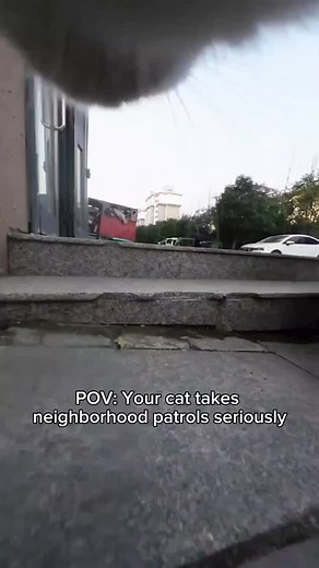 315K views · 8.2K reactions | A leader with authority and respect  Tap the  in bio to get your own CatCamPro™ #cats #catpov #povcat #catcam #catcamera #catadventures | Catcampro | Facebook