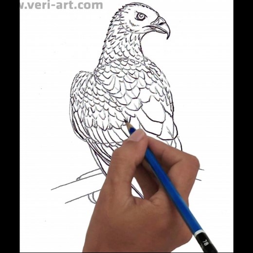 How to draw Indian Honey Buzzard bird Step by step ... | Veri Apriyatno Artist
