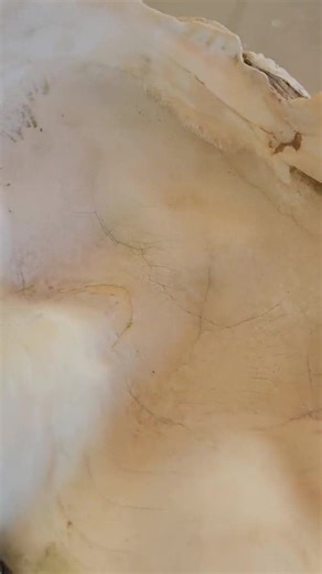 RARE Vintage Giant Tridacna Clam Shell – Natural Coral Reef Specimen Bowl, 15 Inches, Clam Centerpiece, Seashell Bowl, Giant Natural Clam - Etsy