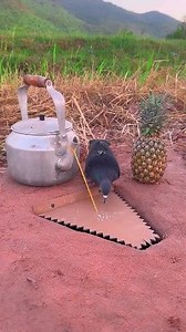 Unique DIY Dove Trap #shorts #shortsreels | Animal Daily TV