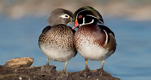 Wood Duck Photos and Videos for, All About Birds, Cornell Lab of Ornithology