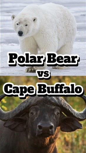 Polar Bear vs Cape Buffalo