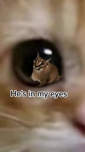 floopa in my eyes #elgato #floopa #fyp