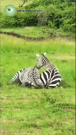 Zebra Attacks Pregnant Female to Stop Birth — Unbelievable Wild Moment!