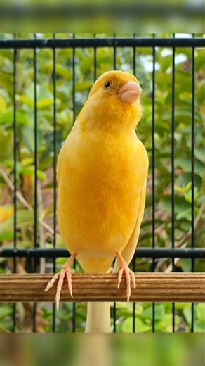 this bird sings gracefully #birds #canary #cute