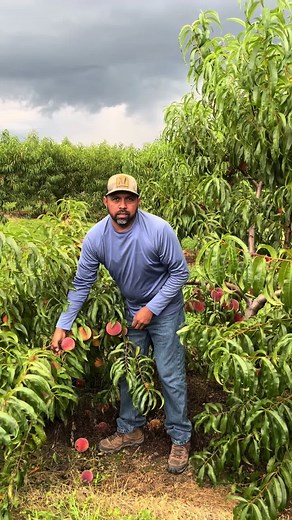 Cómo Hacer Injertos de Durazno en el Campo