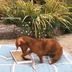 20K views · 574 reactions | I can't stop watching this dog playing an iPad game. That enthusiasm!  | Pets Lovers | Facebook