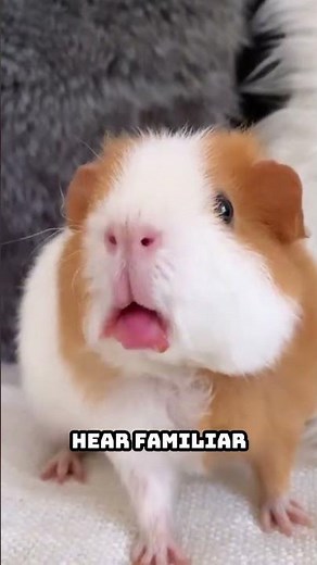 How Guinea Pigs Recognize Voices