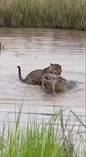 leopard 🐆 vs Crocodile 🐊 instance fight in pool #wildlife #wildlifeentertainment #documentary