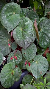 Spotlight on Begonia U168: This is a cane type begonia with dark olive green leaves which are splashed and speckled with silver markings. The back of the leaf is red. It has a compact growth habit and is an easy grower. | Min's Garden
