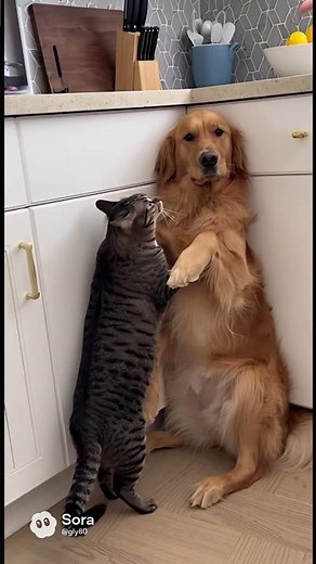 Cat is bullying the dog. Guess who comes to rescue the dog!