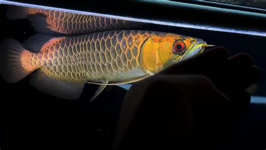 Arowanafishfarm blue base golden arowana | Arowanafishfarm