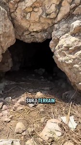 Énorme découverte dans un terrain abandonné : arbre nature