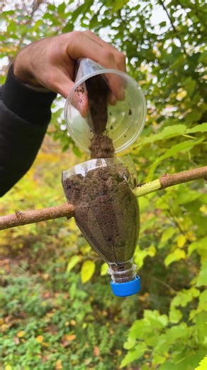 Gardeners use this method to grow new trees fast | DeMilked