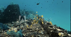 Lifeful marine creatures at the UNESCO Heritage Site of Mauritius.