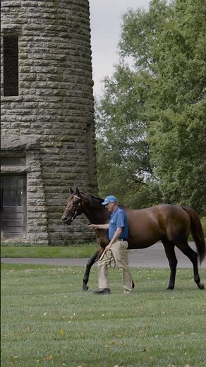 🇺🇸🤩 #Tbt to warmer days here at #JonabellFarm #Nyquist #shorts #stallion