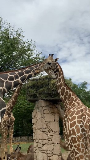 ¡No te pierdas esta experiencia! ¡Visita #Zoofari y vive una aventura increíble junto a tus animales favoritos! 🤩🧡 Consigue tus boletos en 📲 zoofari.com.mx | ZOOFARI