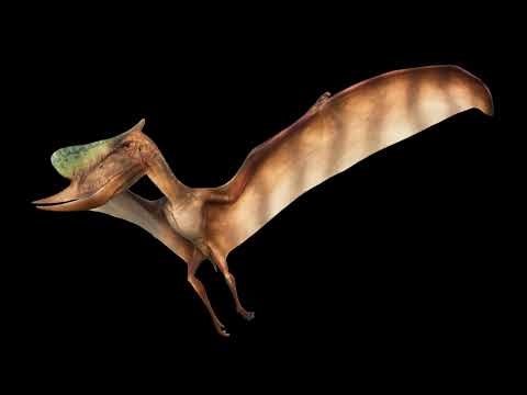 Dsungaripterus weii (JW) Sound Effects