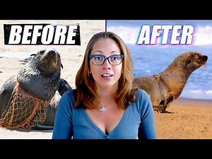 I Rescued Seals Trapped In Deadly Plastic | Ft Ocean Conservation Namibia