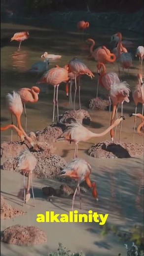 The Lake That Turns Animals Into Stone!