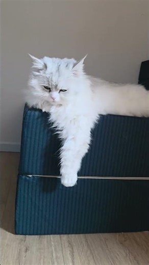 Cute Kittens Playing 🐱Cute kittens playing and having fun 🐱 Just a short moment to make you smile.