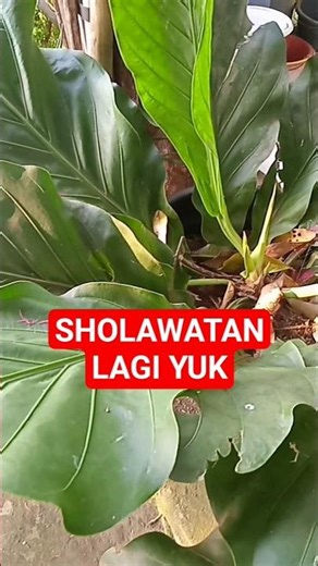 Shalawatan Lagi Yuk #shorts