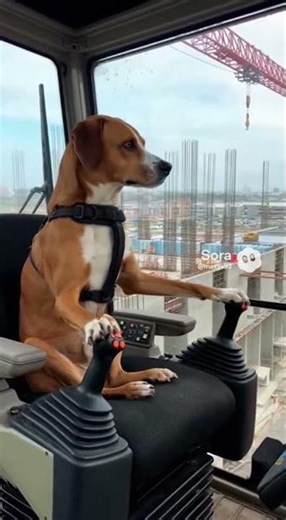 Why Is a Dog Operating a Crane?
